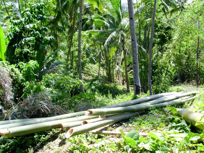 Cebu Bamboo 4