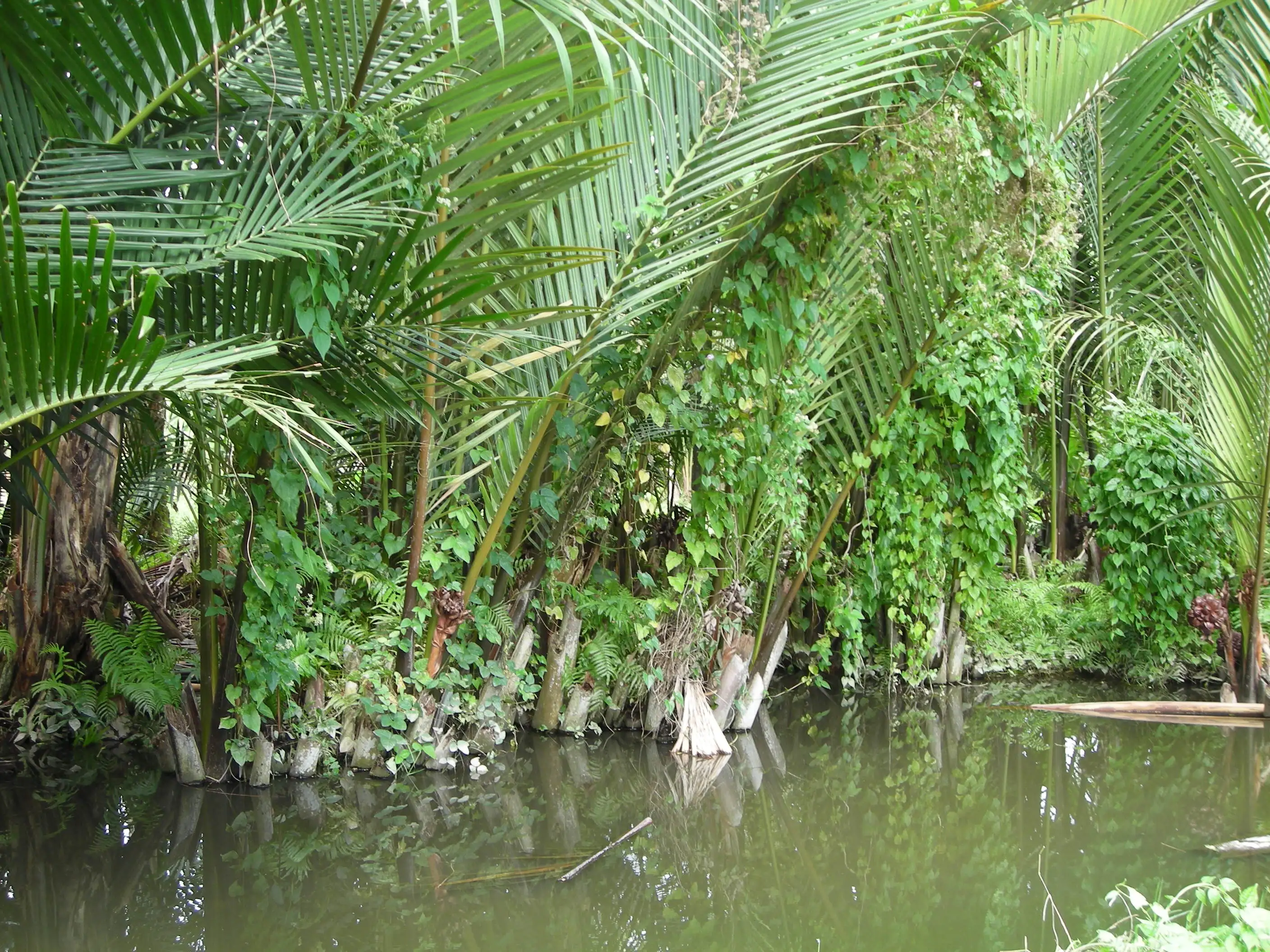Roof in Nipa Leaves